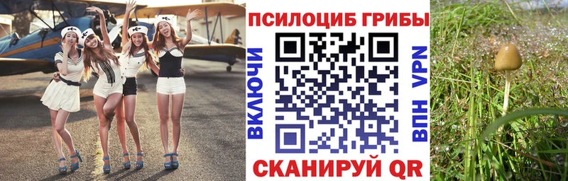 цена наркотик Аткарск Псилоцибиновые грибы Psilocybine cubensis